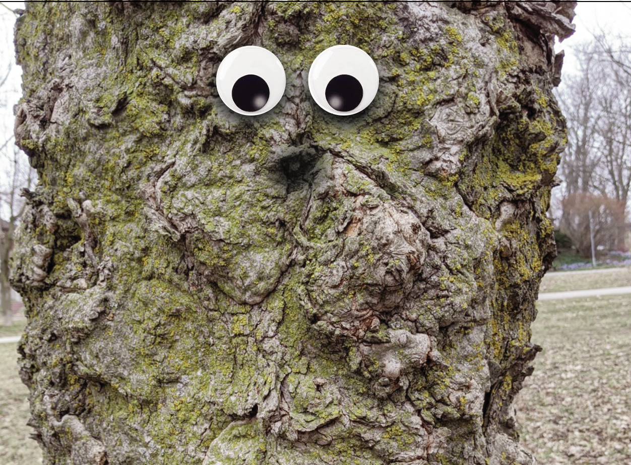 Old Lumpy, A 100-year-old Sugar Maple with An Answering Machine